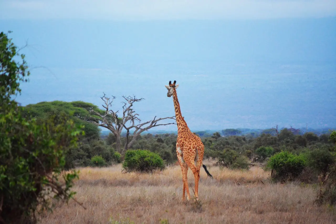 Rabbit Traveler Africa Category