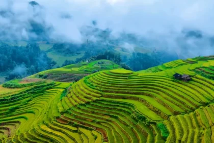 Rice Terraces of Sapa, Vietnam